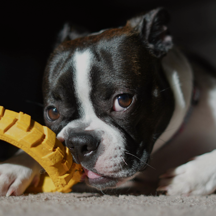 Toys & Entertainment