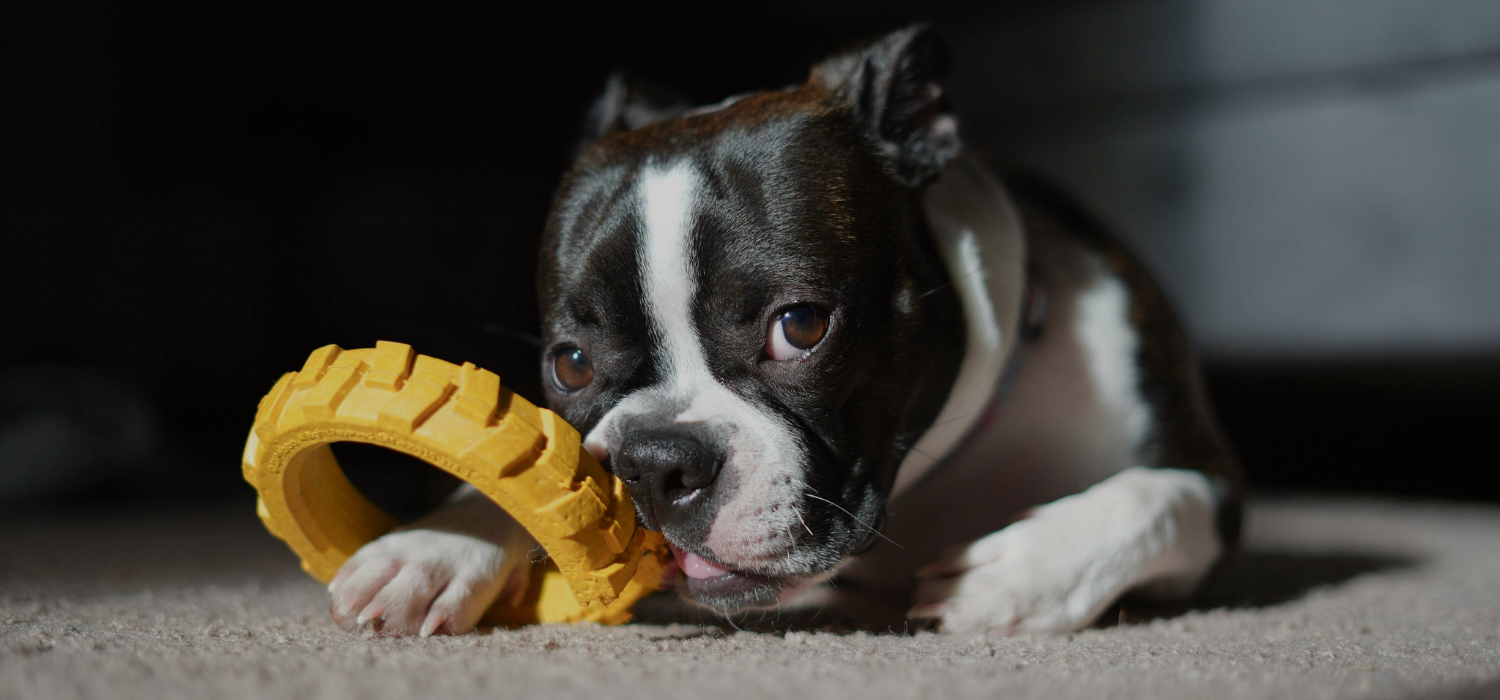 Toys & Entertainment