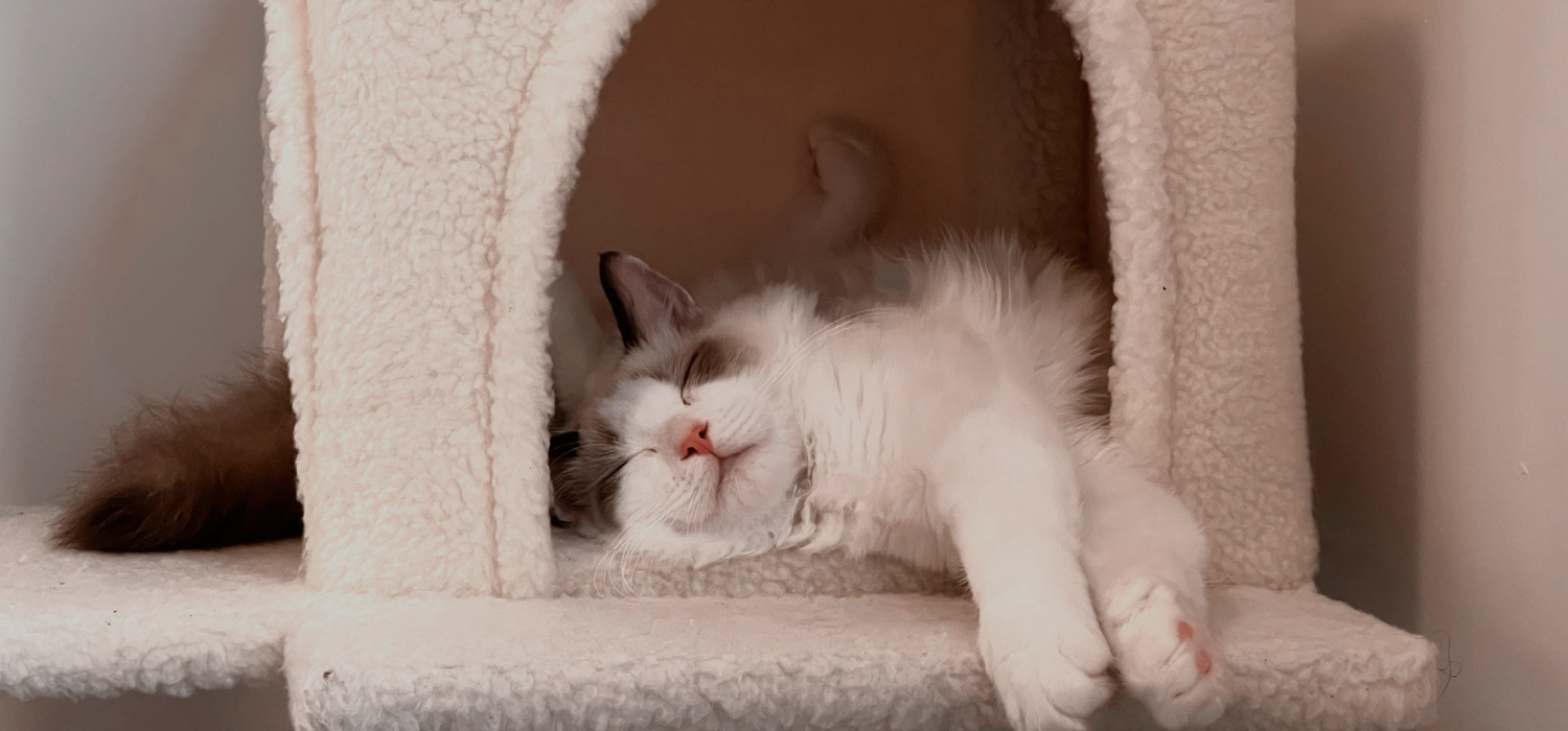 Home & Comfort